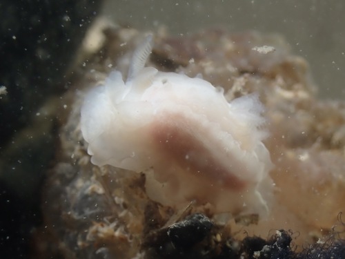 Angular Seaslug