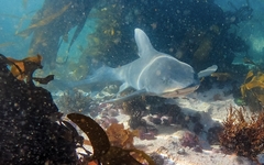 Triakis megalopterus
