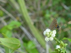 Electrostrymon angelia