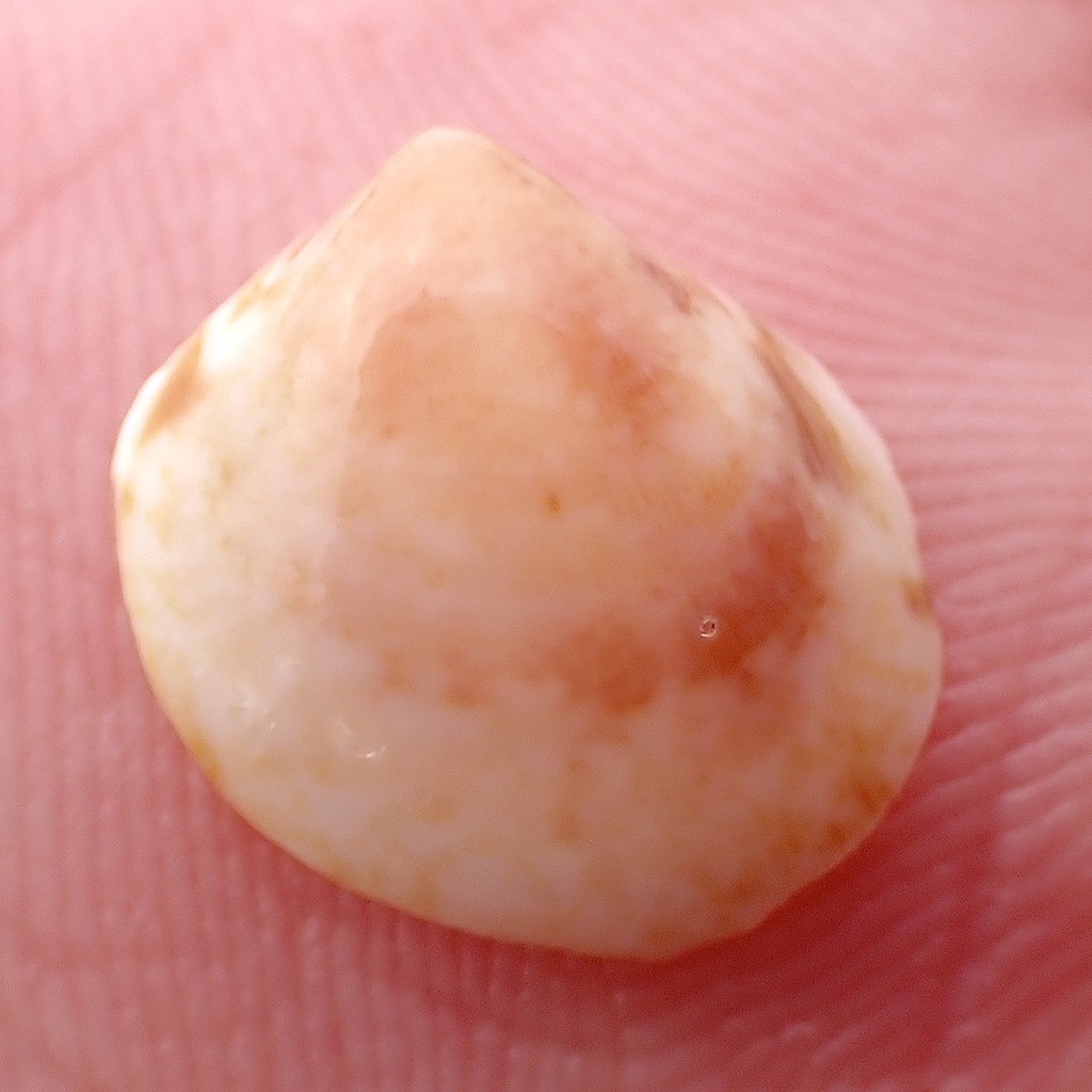 Painted Eggcockle