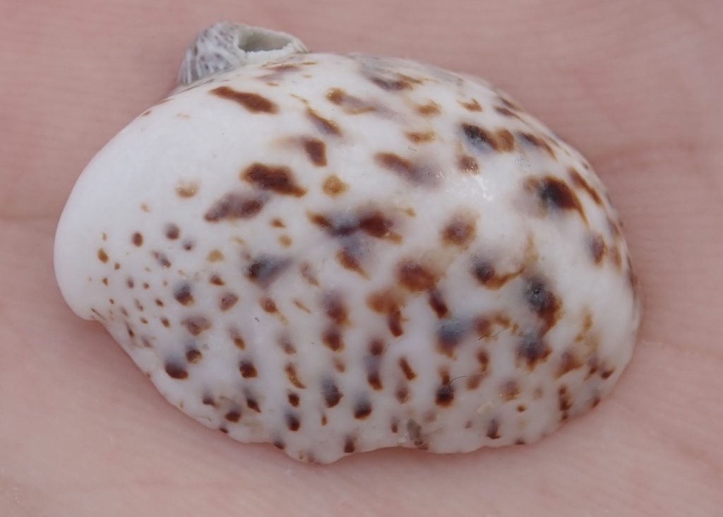 spotted slippersnail