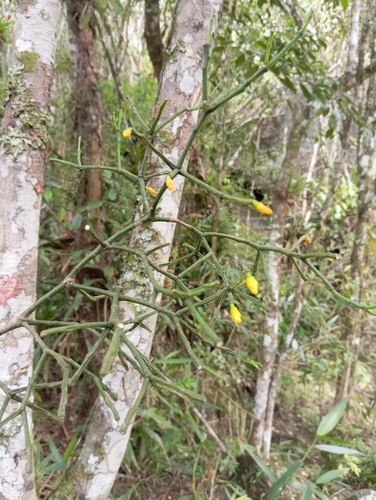 Hatiora cylindrica, photograph 5