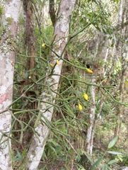 Hatiora cylindrica, photograph (c) Liu Idárraga Orozco, some rights reserved (CC BY-SA)