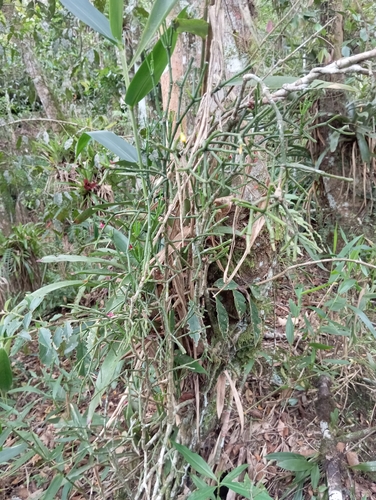 Hatiora cylindrica, photograph 6