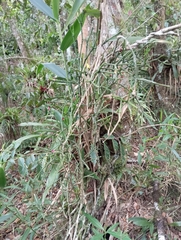 Hatiora cylindrica, photograph (c) Liu Idárraga Orozco, some rights reserved (CC BY-SA)