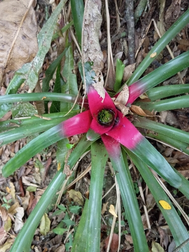 Foto de Bromélia