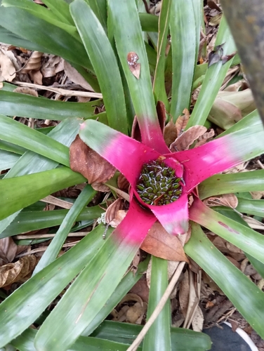 Foto de Bromélia