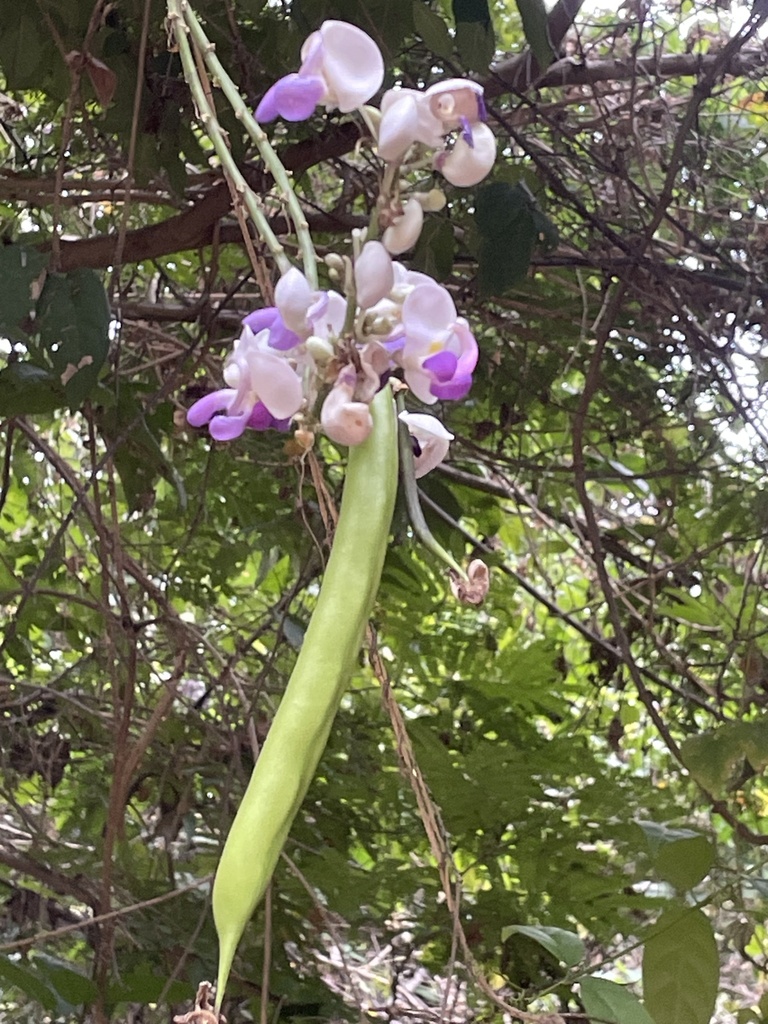 Ramirezella micrantha