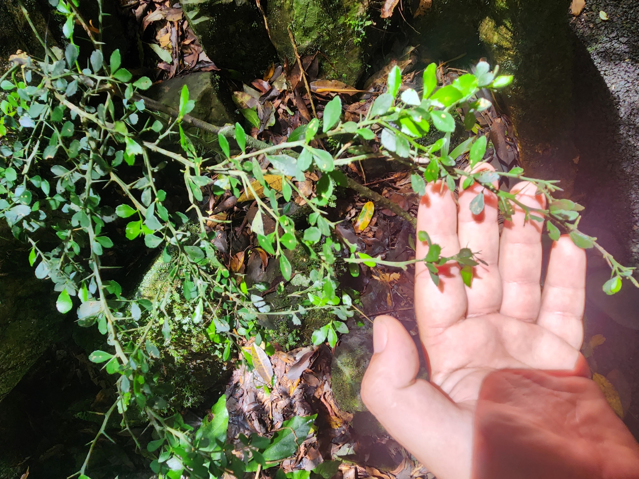 Imagem de Finger lime