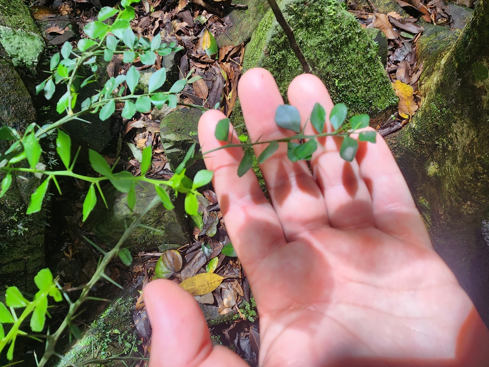 Imagem de Finger lime