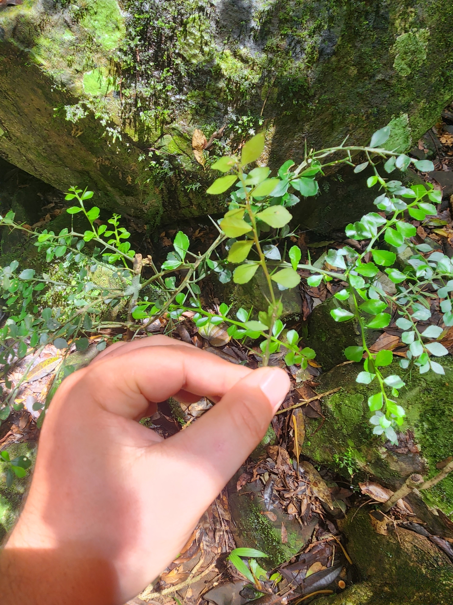 Imagem de Finger lime