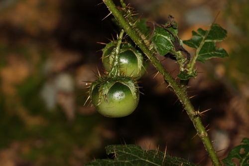 Image of forest nightshade by (c) Greg Tasney, some rights reserved (CC BY-SA)