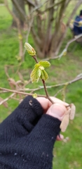 Corylus avellana
