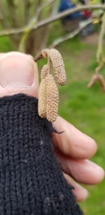 Corylus avellana