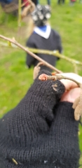 Corylus avellana