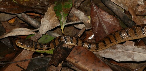 Rough-scaled Snake sighting