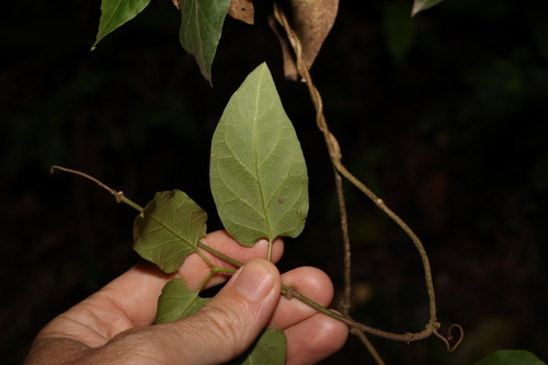 Image of Parsonsia velutina by (c) Greg Tasney, some rights reserved (CC BY-SA)