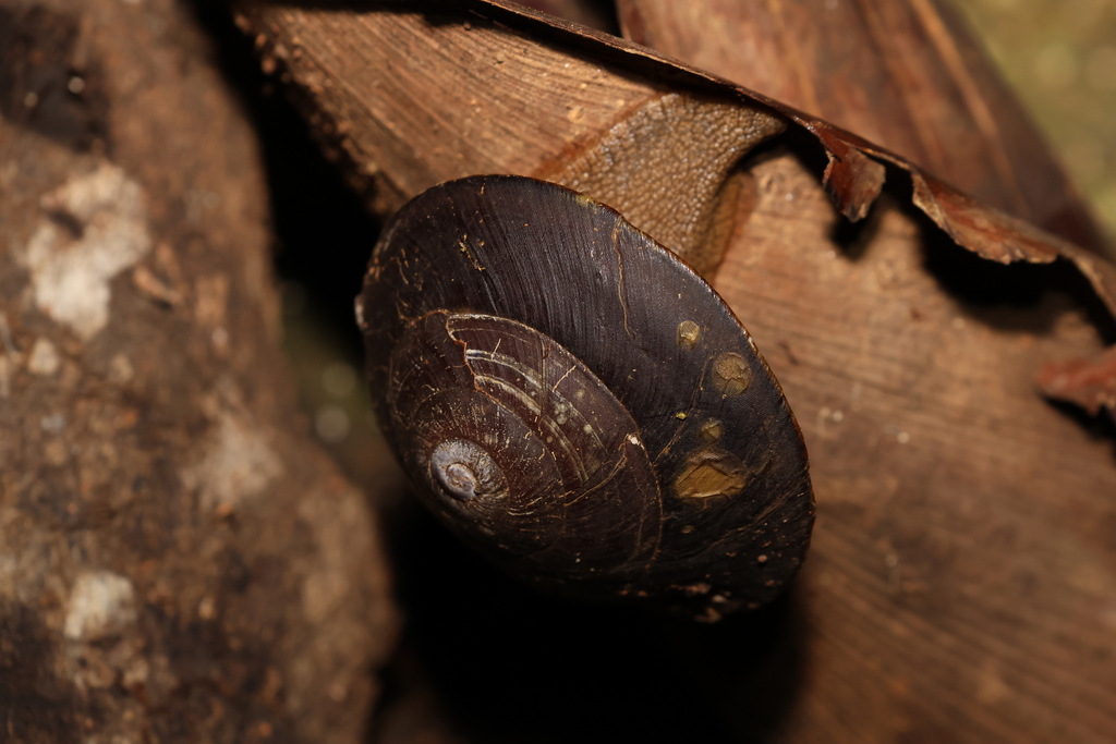 Richmond River Keeled Snail from Mount Glorious QLD 4520, Australia on