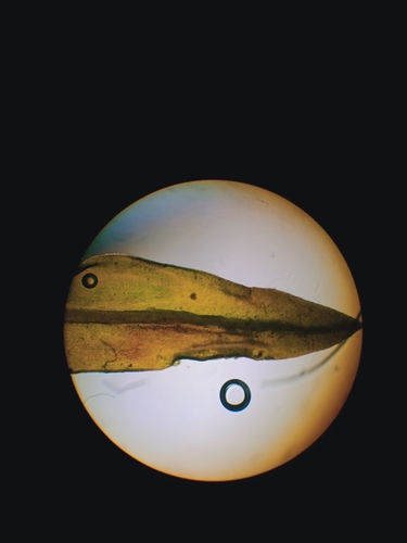 Andreaea australis observed 2023-12-28