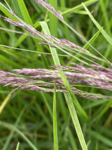 Agrostis stolonifera iNat (3)