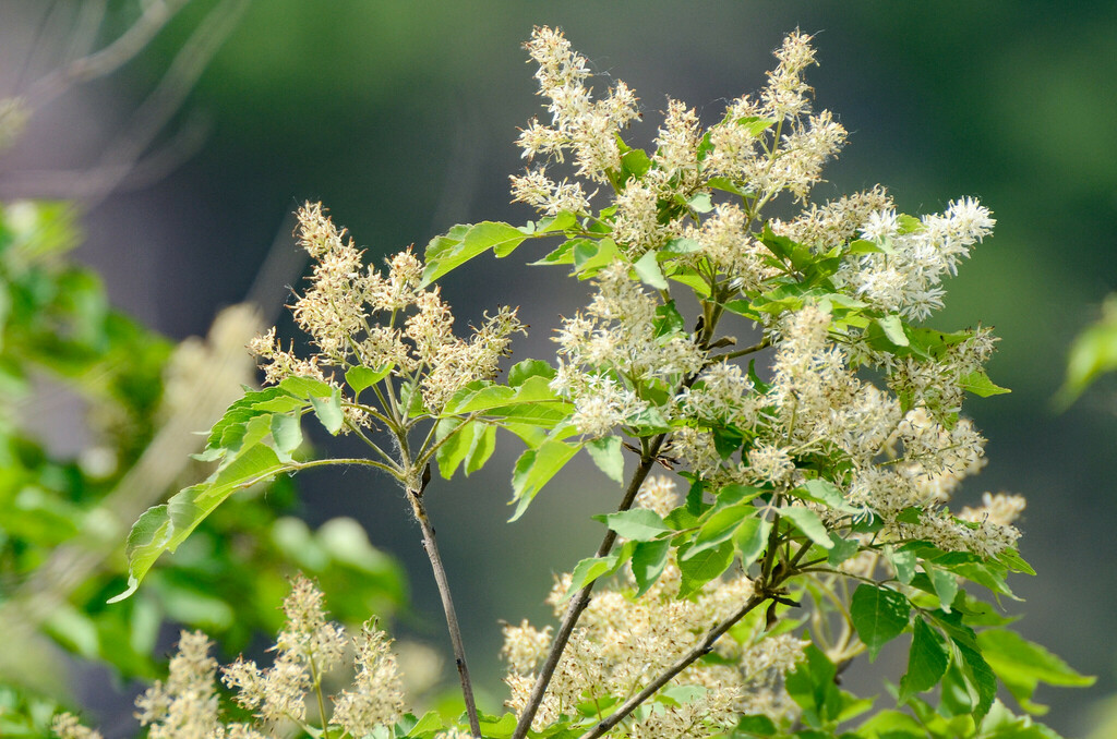 Fraxinus bungeana; photograph (c) Jay Pruett, some rights reserved (CC BY)