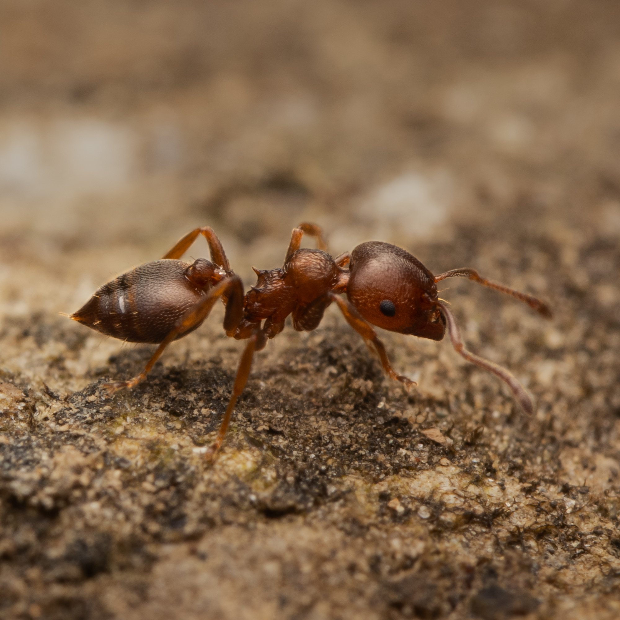 Crematogaster rochai
