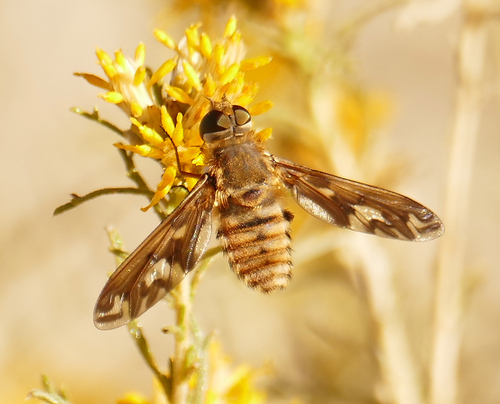 Williston's bee fly photo 3