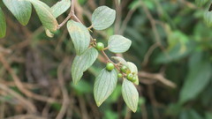 Ziziphus oenopolia