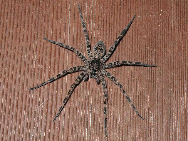 Dark Fishing Spider from Bill Paterson Nature Center, Muttontown ...