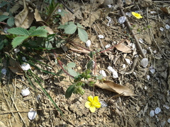 Potentilla fragarioides