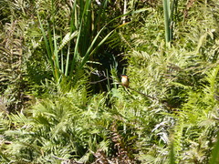 Corythornis vintsioides