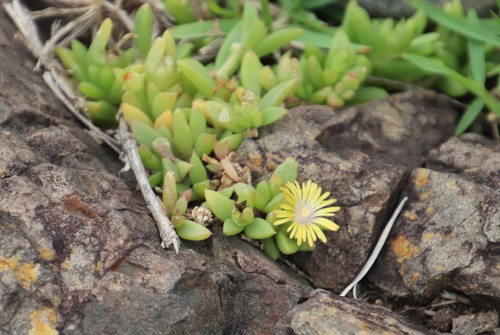Image of Delosperma Abbottii (Delosperma abbottii) by (c) Tony Rebelo, some rights reserved (CC BY-SA)