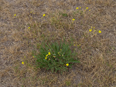 Brassica fruticulosa