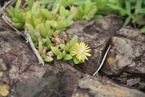 Image of Delosperma Abbottii (Delosperma abbottii) by (c) Tony Rebelo, some rights reserved (CC BY-SA)