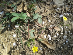 Potentilla fragarioides
