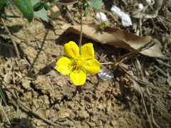 Potentilla fragarioides