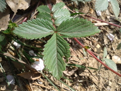 Potentilla fragarioides