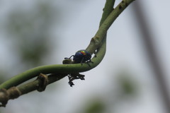 Platycorynus undatus