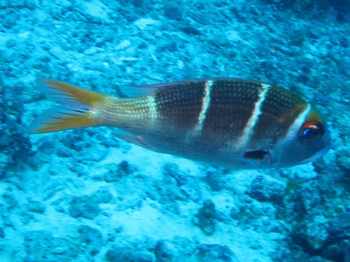 Redfin Bream — seen at this dive site