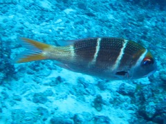 Monotaxis heterodon