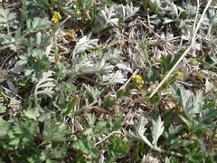 Artemisia princeps