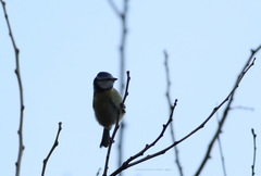 Cyanistes caeruleus