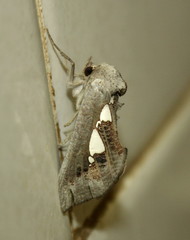 Antiophlebia bracteata