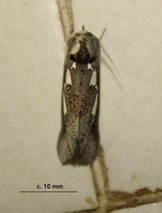 Antiophlebia bracteata