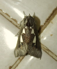 Antiophlebia bracteata