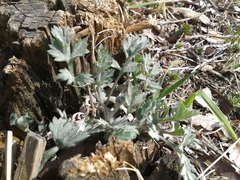 Artemisia princeps