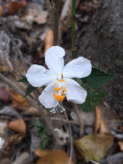 Hibiscus phoeniceus