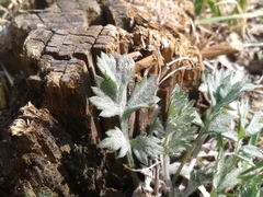 Artemisia princeps