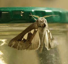 Antiophlebia bracteata