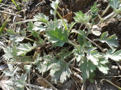 Artemisia princeps